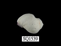 藏品(紫口珊瑚螺)的圖片